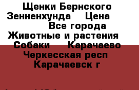 Щенки Бернского Зенненхунда  › Цена ­ 40 000 - Все города Животные и растения » Собаки   . Карачаево-Черкесская респ.,Карачаевск г.